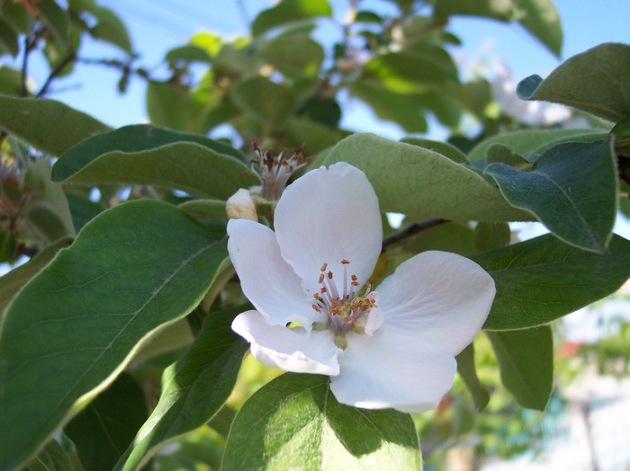 floare de gutui - 2009 flori