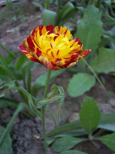 lalea batuta - 2009 flori