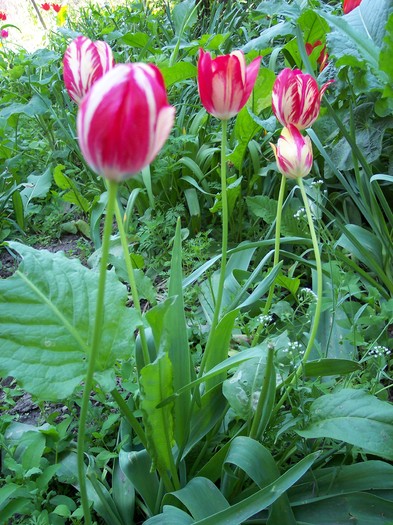 lalelele - 2009 flori