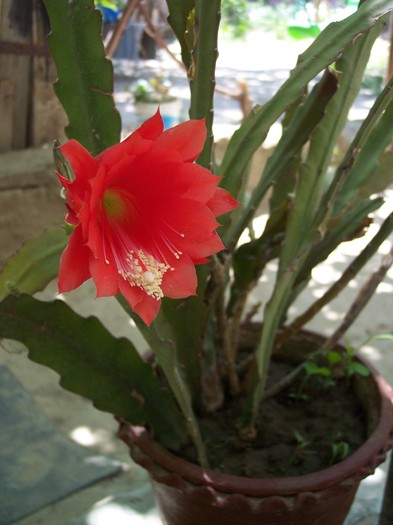 floare de cactus - 2009 flori