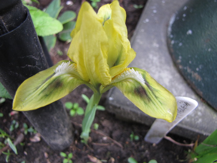 Iris Danfordiae 24 apr 2010 - irisi