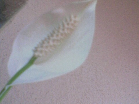 Foto(14); CRINUL PACII
