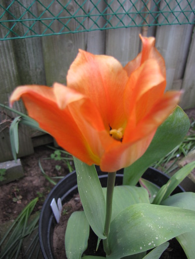 Lalea (Vio) 23 apr 2010