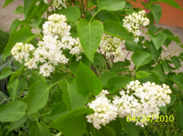liliac alb - flori de primavara 2010