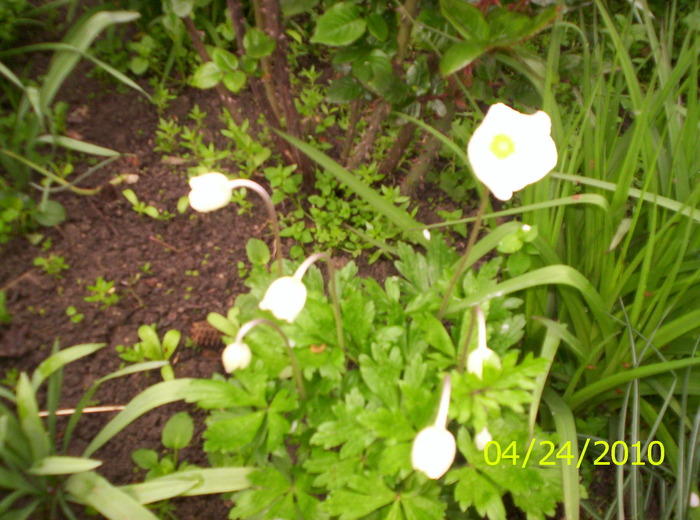 floricele - flori de primavara 2010