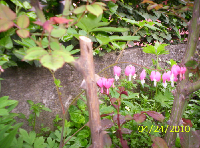cercelusi - flori de primavara 2010