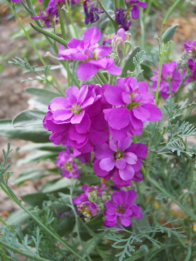 saboi mov - 2009 flori