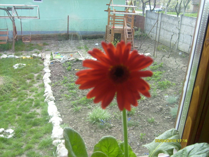 gerbera - florile mele