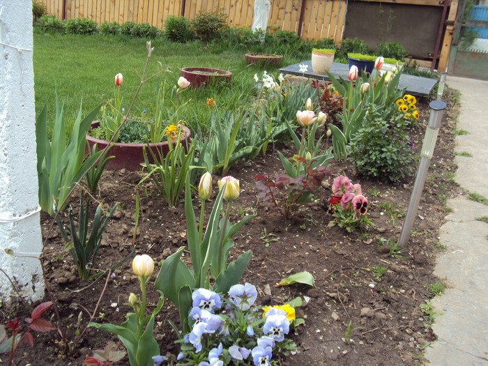 DSC01027 - gradina 2010