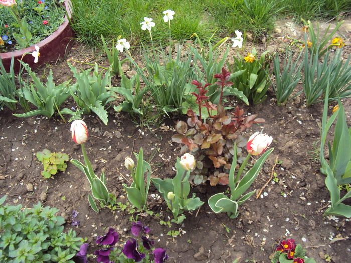 DSC01028 - gradina 2010