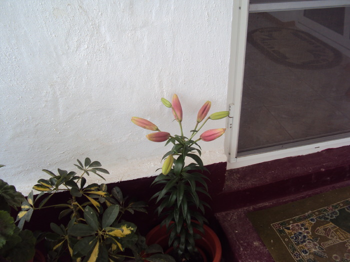 DSC01033 - gradina 2010