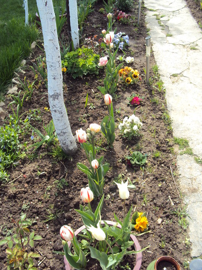 DSC01034 - gradina 2010