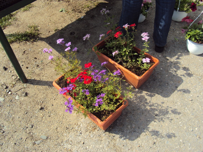 DSC01044 - gradina 2010