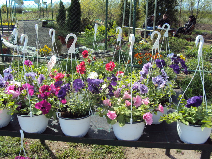DSC01046 - gradina 2010