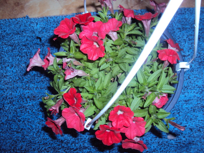 DSC01050