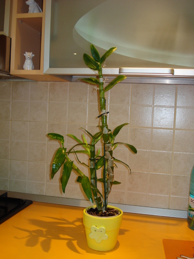 DENDROBIUM NOBILE-DIN NOU CU BOBOCEI