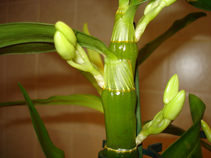 DENDROBIUM NOBILE-DIN NOU CU BOBOCEI
