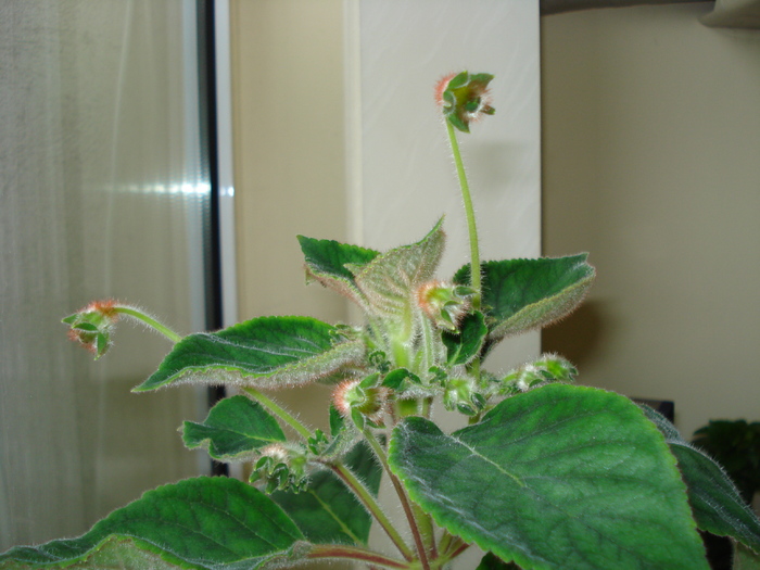 KOHLERIA