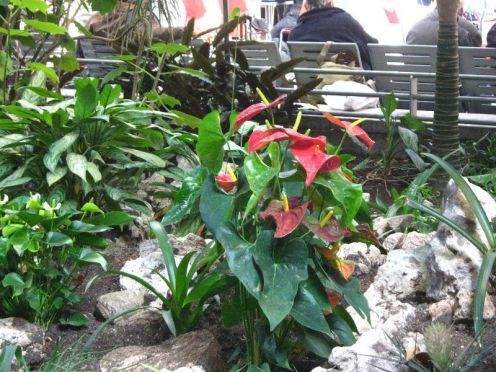 gradina bootanica din gara Atocha - Madrid.3