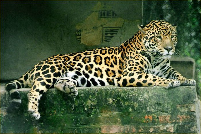 jaguar-42 - ANIMALUTE DRAGALASE