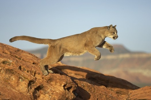 puma_jumping-8690