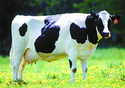 vaca - ANIMALUTE DRAGALASE
