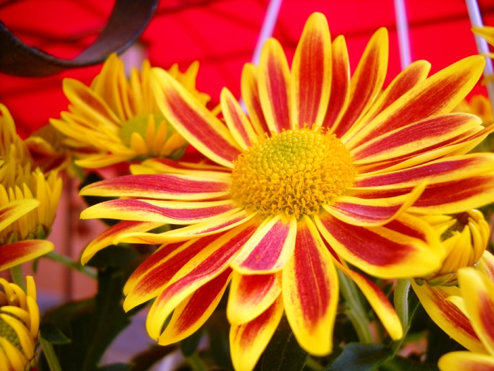 Picture 036 - flori dragutze 2010