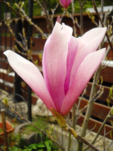 Picture 008 - flori dragutze 2010