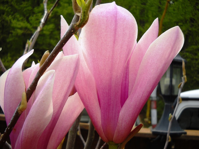 Picture 012 - flori dragutze 2010