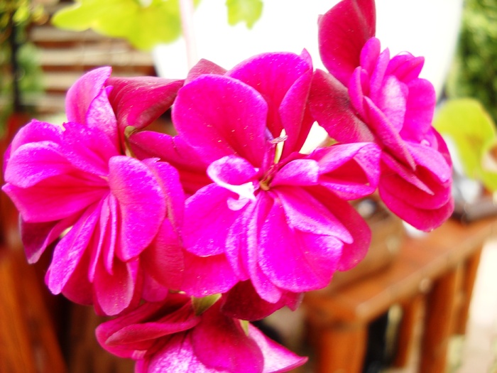 Picture 024 - flori dragutze 2010