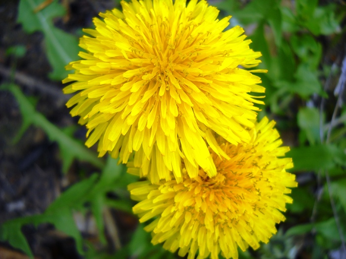 Picture 064 - flori dragutze 2010