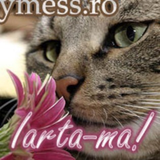iarta-ma! pisica miroase o floare