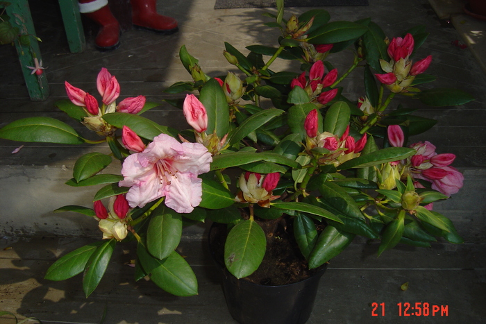 rodhodendron