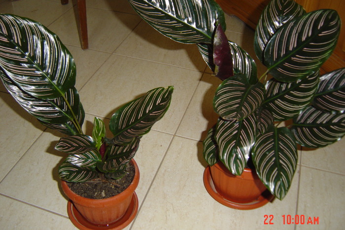 calatheea