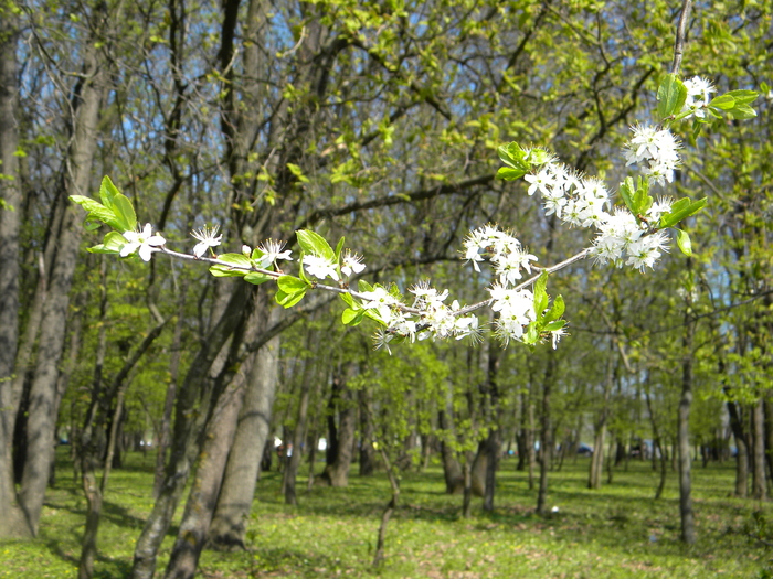 4 - Primăvara 2010