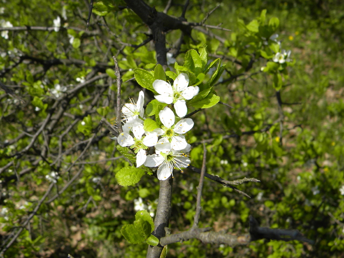 5 - Primăvara 2010