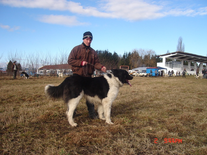 Nuc - b-ciobanesti de Bucovina