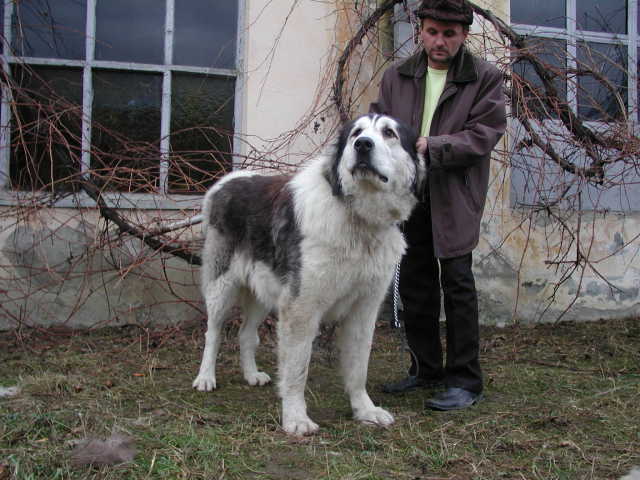 Fanica - b-ciobanesti de Bucovina