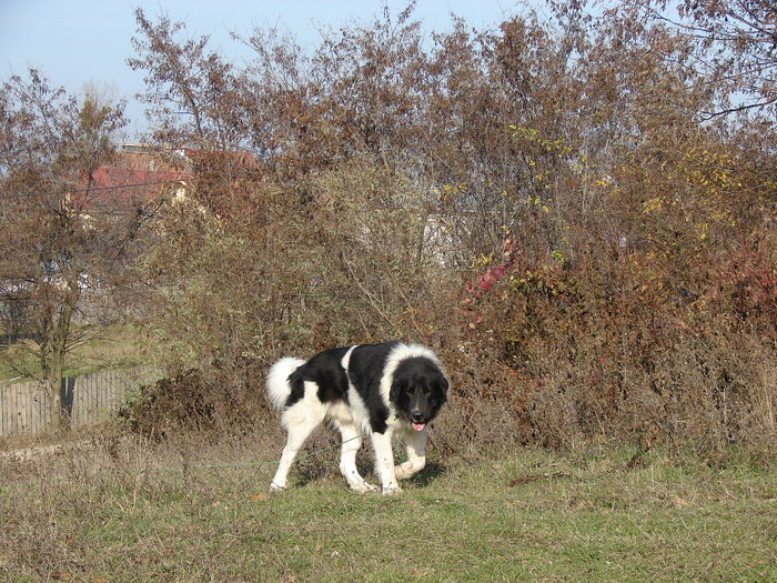 Gero de Radaseni