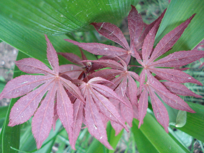 Acer palmatum Bloodgood (2010, Apr.24)