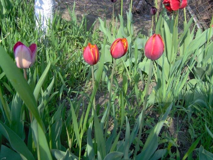 IM000662 - primavara 2010