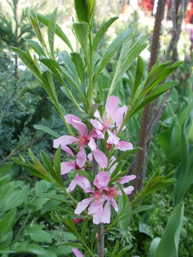 P4130032 - Gradina de flori 2010