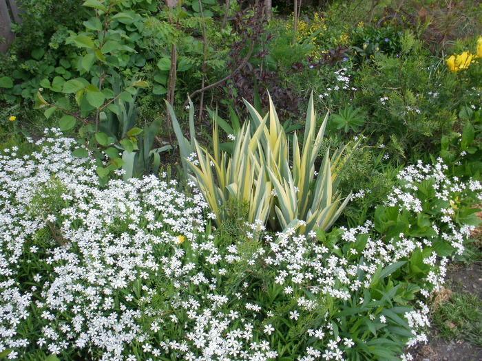 P4240072 - Gradina de flori 2010