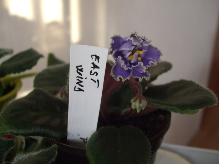 Picture 009 - violete