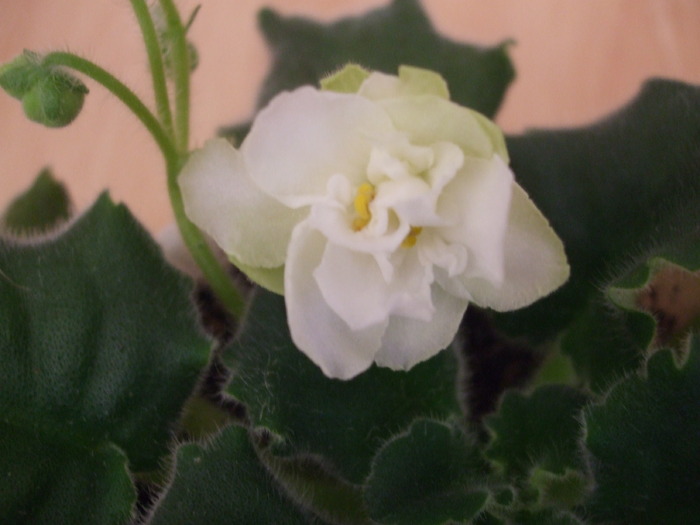 Picture 011 - violete