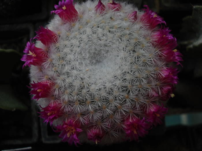 DSC07738 - Cactusi