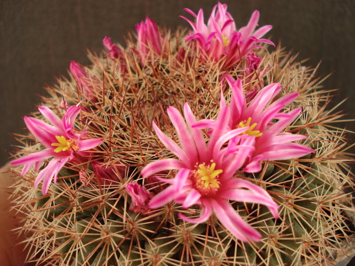 DSC07755 - Cactusi