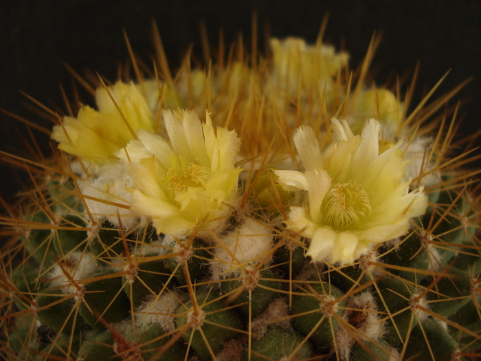 DSC07774 - Cactusi