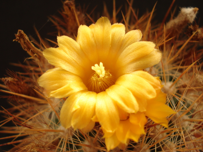 DSC07785 - Cactusi