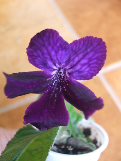 DSCF7071